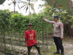 Dukung Program Ketahanan Pangan, Polsek Bukit Batu Apresiasi Warga Manfaatkan Pekarangan untuk Tanaman Tumpang Sari