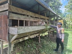 Dukung Ketahanan Pangan, Bhabinkamtibmas Sambangi Peternak Kambing