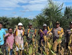 Dukung Ketahanan Pangan, Polsek Lamandau Pantau Perkembangan Jagung Hibrida