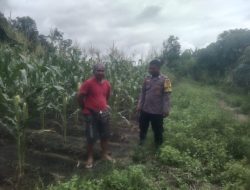 Dukung Ketahanan Pangan, Polsek Bukit Batu Sambangi Kebun Jagung milik Warga Sei Gohong