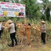 Polres Halmahera Utara Sukses Gelar Panen Raya Jagung Dukung Ketahanan Pangan Nasional