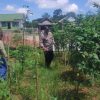 Dukung Ketahanan Pangan, Bhabinkamtibmas Polsek Bulik Silaturahmi ke masyarakat terkait Program Asta Cita Presiden RI