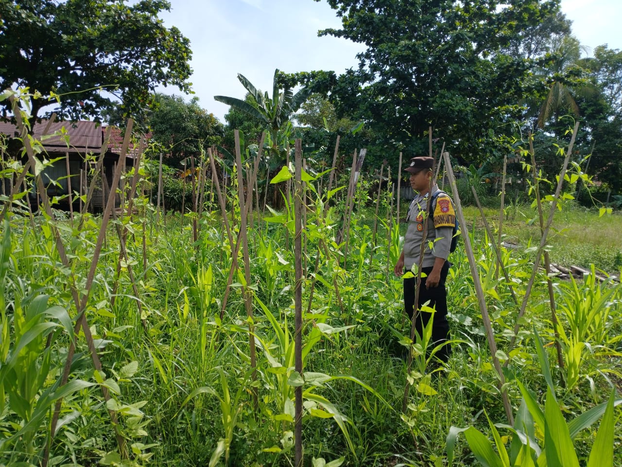 Mendukung Ketahanan Pangan, Personil Polsek sanaman mantikei Cek Lokasi Pemanfaatan Pekarangan Warga.