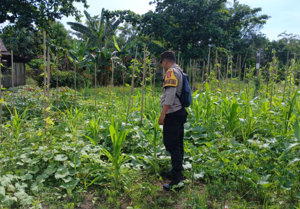 Mendukung Ketahanan Pangan, Personil Polsek sanaman mantikei Cek Lokasi Pemanfaatan Pekarangan Warga.