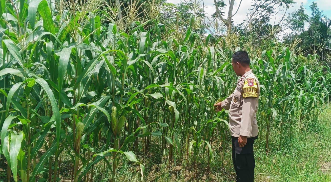 ‎Mendukung Ketahanan Pangan, Personil Polsek Katingan Hulu Cek Lokasi Pemanfaatan Pekarangan Warga.