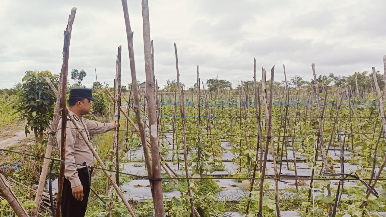 Dukung Ketahanan Pangan, Polsek Tewang Sangalang Garing dan Pulau Malan Imbau Warga Terus Manfaatkan Lahan Pertanian