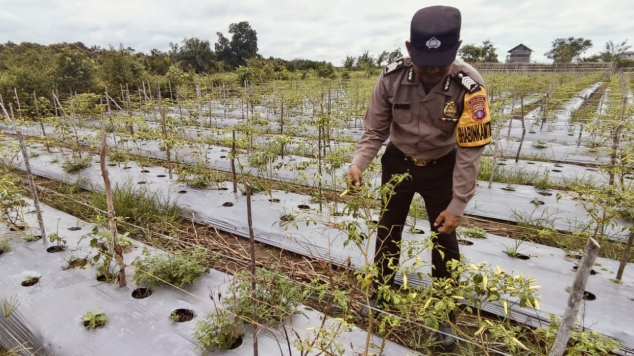 Mendukung Ketahanan Pangan, Personil Polsek Katingan Hulu dan Bukit Raya Cek Lokasi Pemanfaatan Pekarangan Warga.