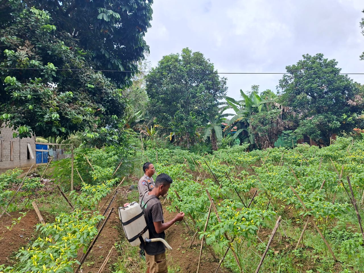 Dukung Ketahanan Pangan, Bhabinkamtibmas Polsek Bulik Silaturahmi ke masyarakat terkait Program Asta Cita Presiden RI