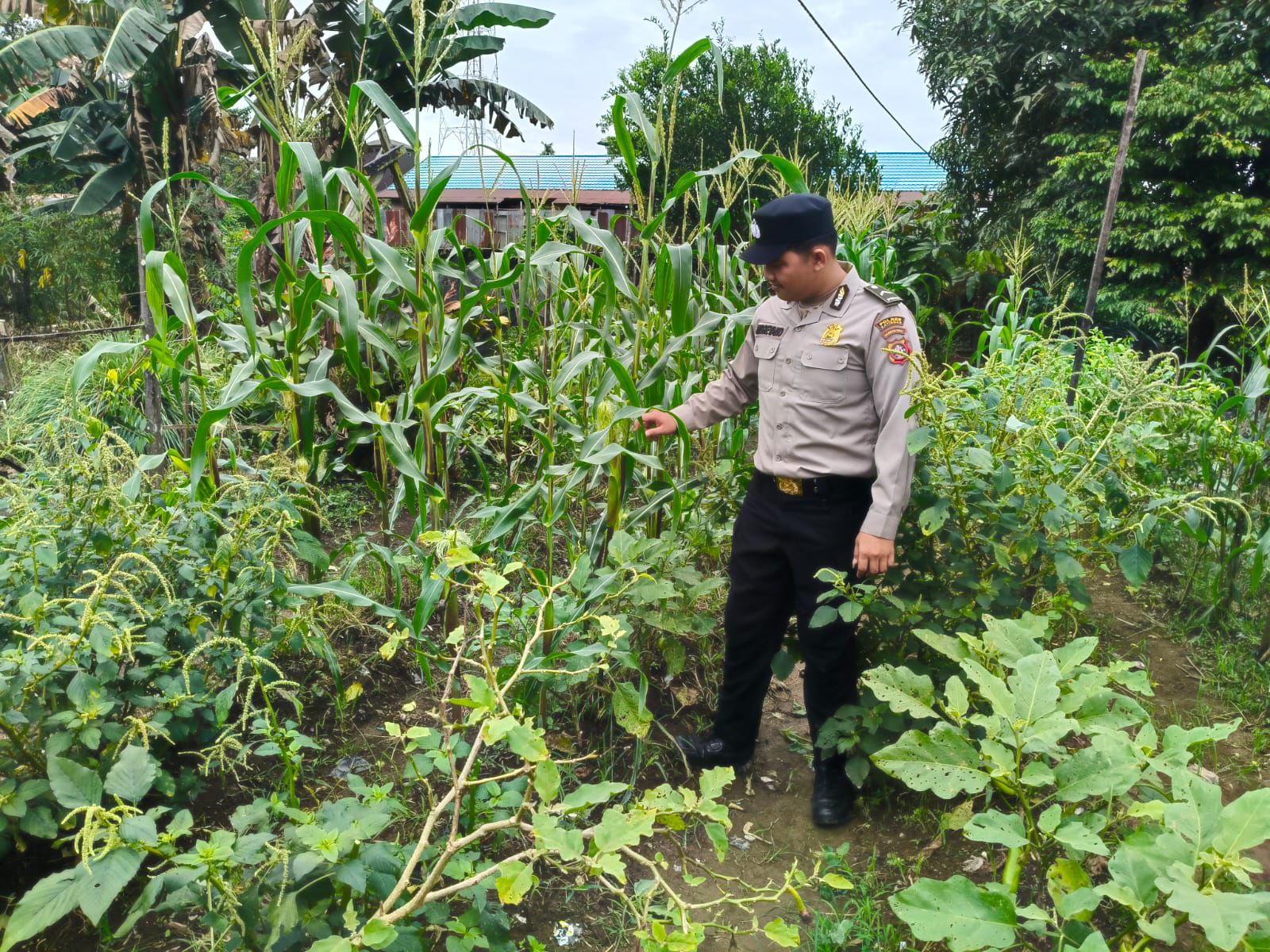 Dukung Ketahanan Pangan, Piket Polsek Marikit Cek Lokasi Pemanfaatan Pekarangan.