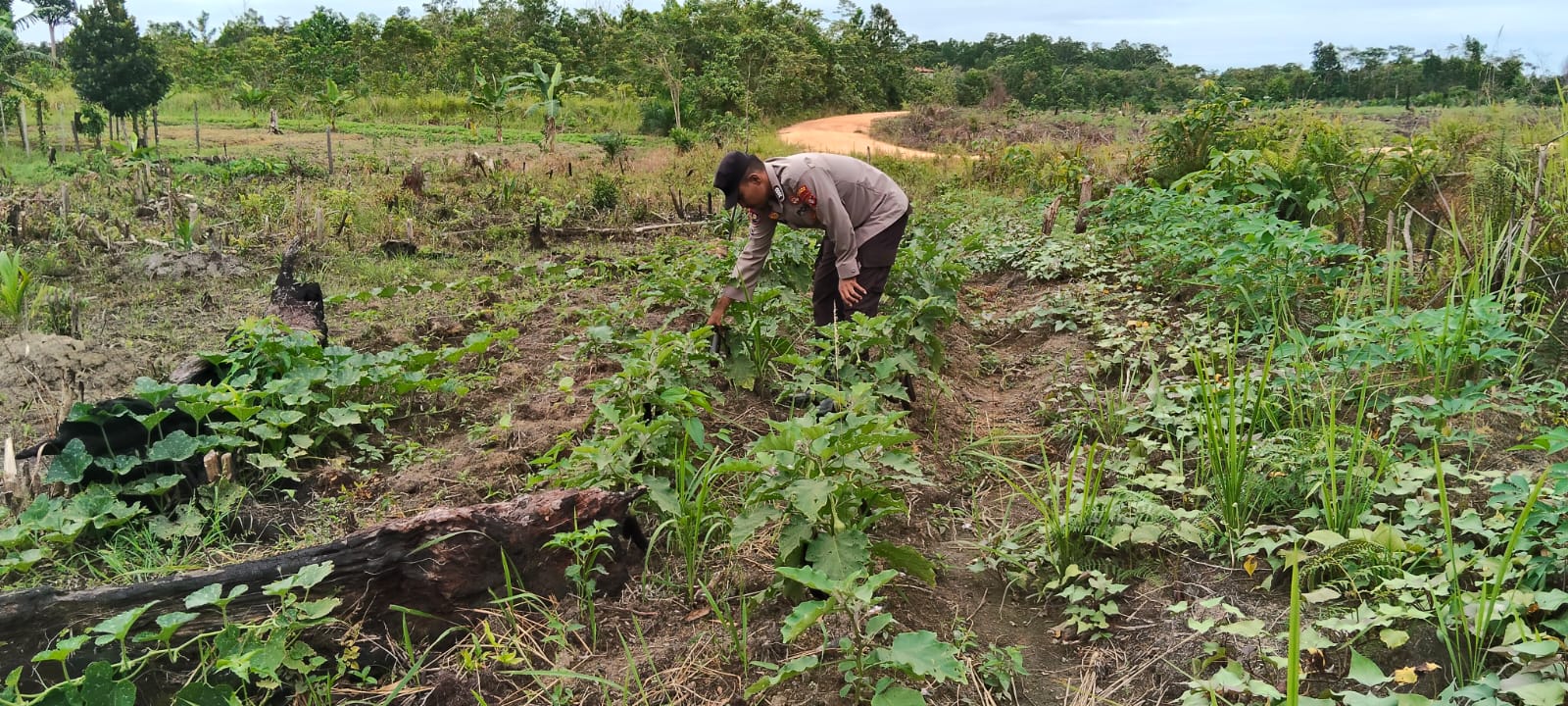 Mendukung Ketahanan Pangan, Personil Polsek sanaman mantikei Cek Lokasi Pemanfaatan Pekarangan Warga.