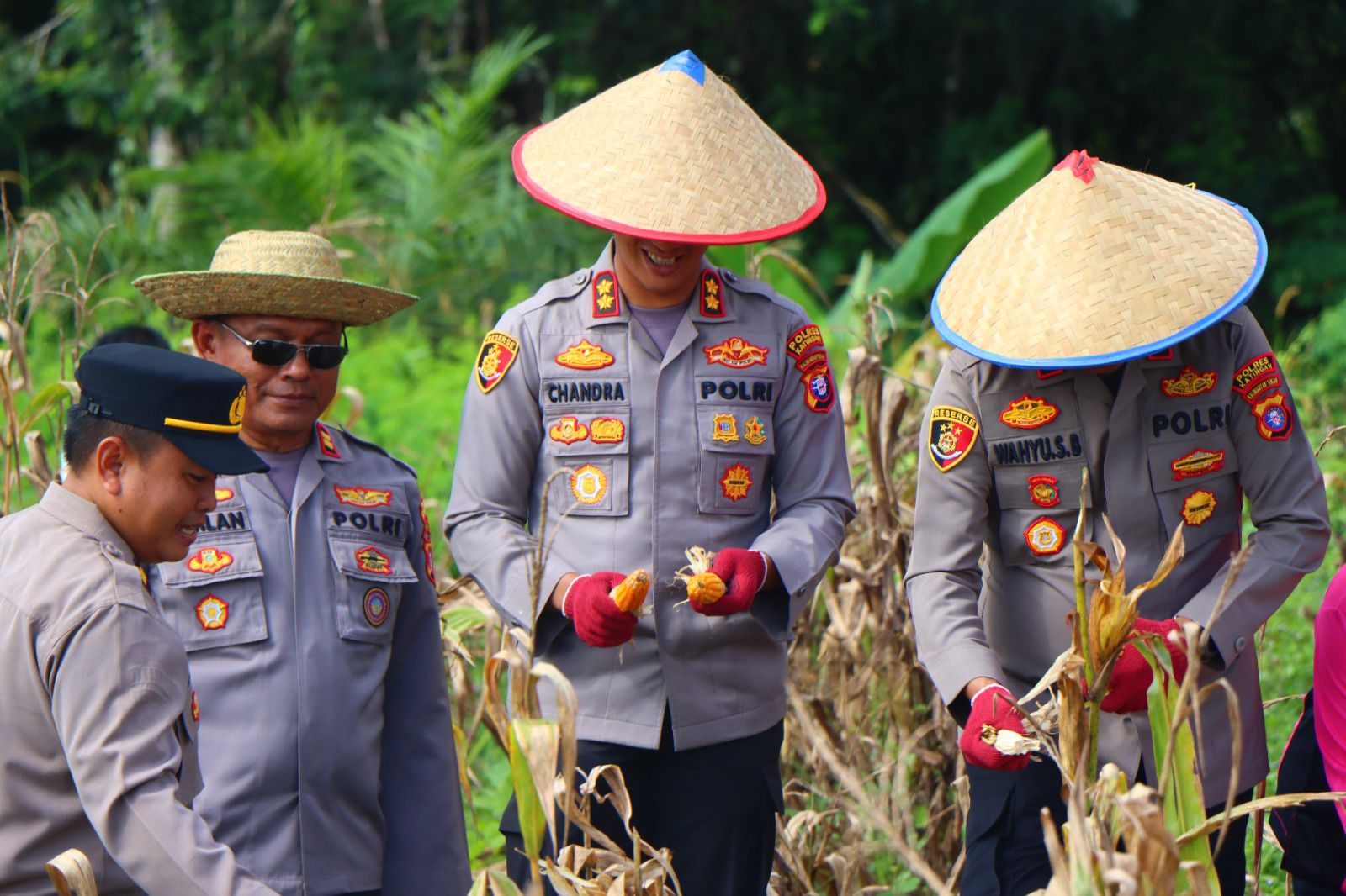 Kapolres Katingan Pimpin Panen Raya Jagung Kuartal IV