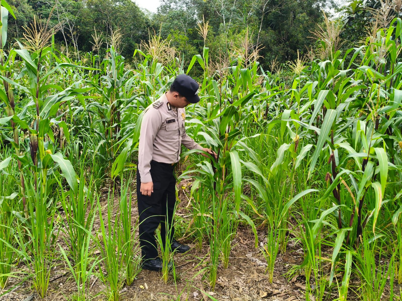 Dukung Ketahanan Pangan, Piket Polsek Marikit Cek Lokasi Pemanfaatan Pekarangan.
