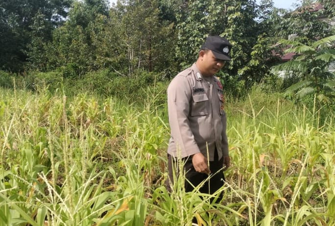 Dalam Rangka Mendukung Program Pemerintah, Bhabinkamtibmas Desa Perigi Polsek Mendawai Cek Lokasi Pemanfaatan Lahan Pekarangan Warga