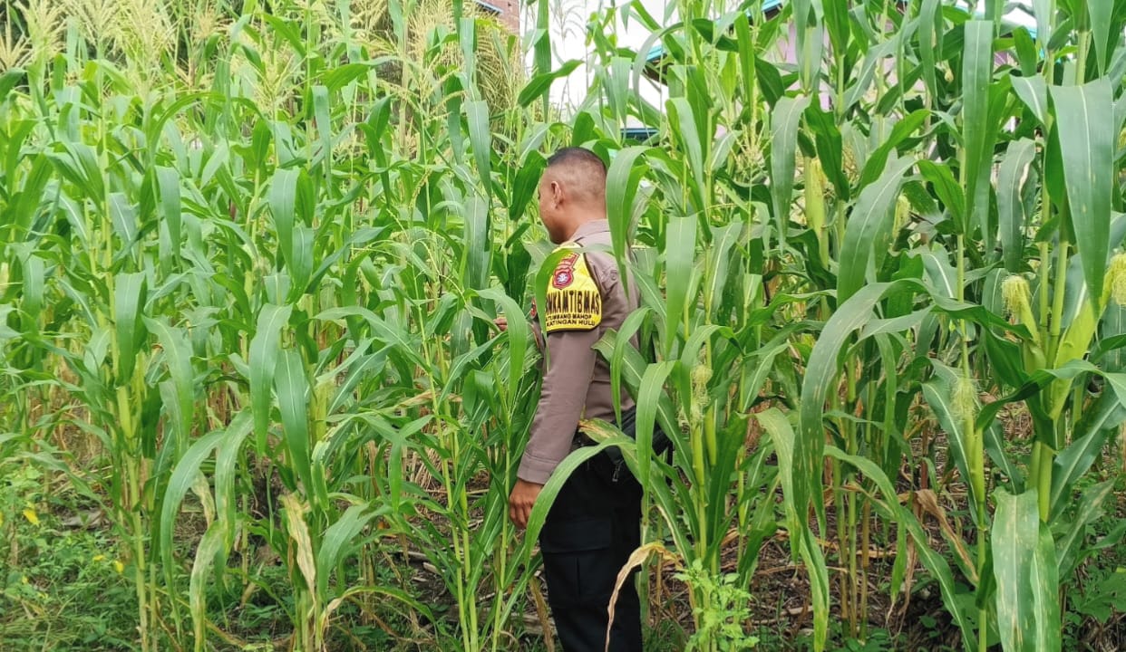 Mendukung Ketahanan Pangan, Personil Polsek Katingan Hulu Cek Lokasi Pemanfaatan Pekarangan Warga.