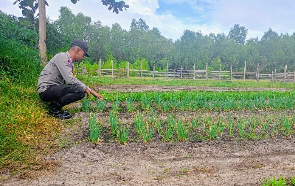 Dalam Rangka Mendukung Program Ketahanan Pangan,Personil Polsek Katingan Kuala Rutin Melakukan Pengecekan Lokasi Pemanfaatan Lahan Pekarangan Warga