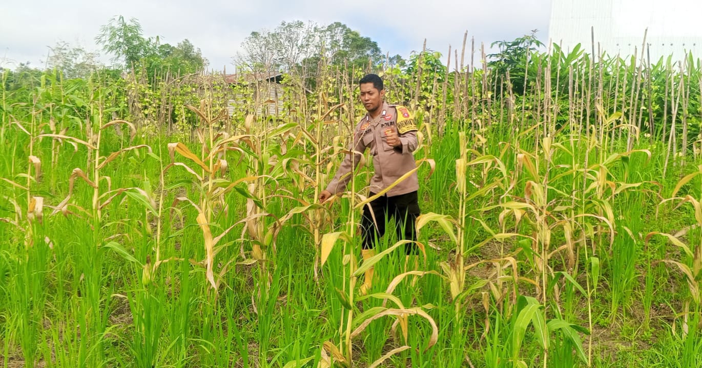 ‎Mendukung Ketahanan Pangan, Personil Polsek Katingan Hulu Cek Lokasi Pemanfaatan Pekarangan Warga.