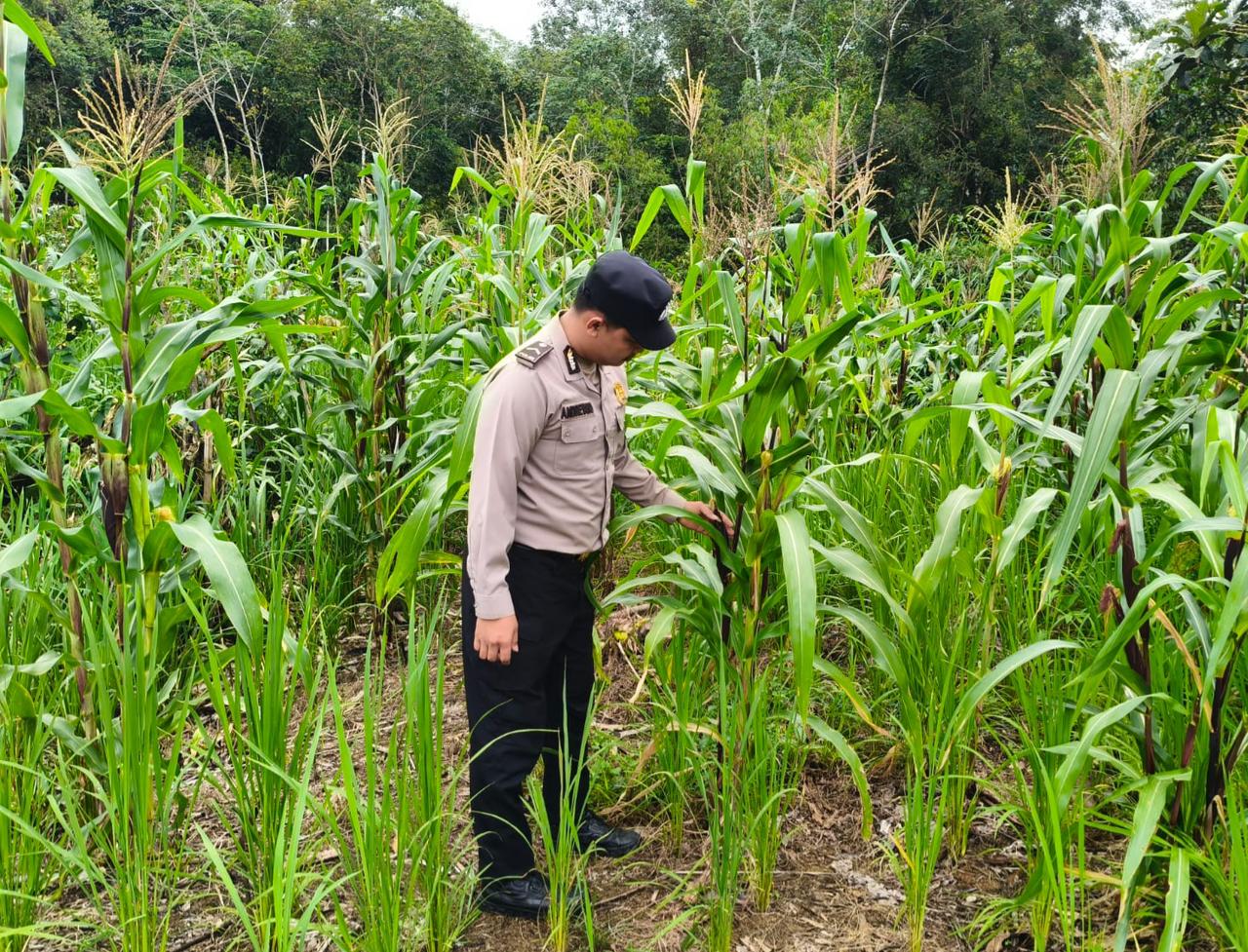 Dukung Program Ketahanan Pangan, Personil Polsek Katingan Kuala Melakukan Pengecekan Lokasi Pemanfaatan Lahan Pekarangan Warga