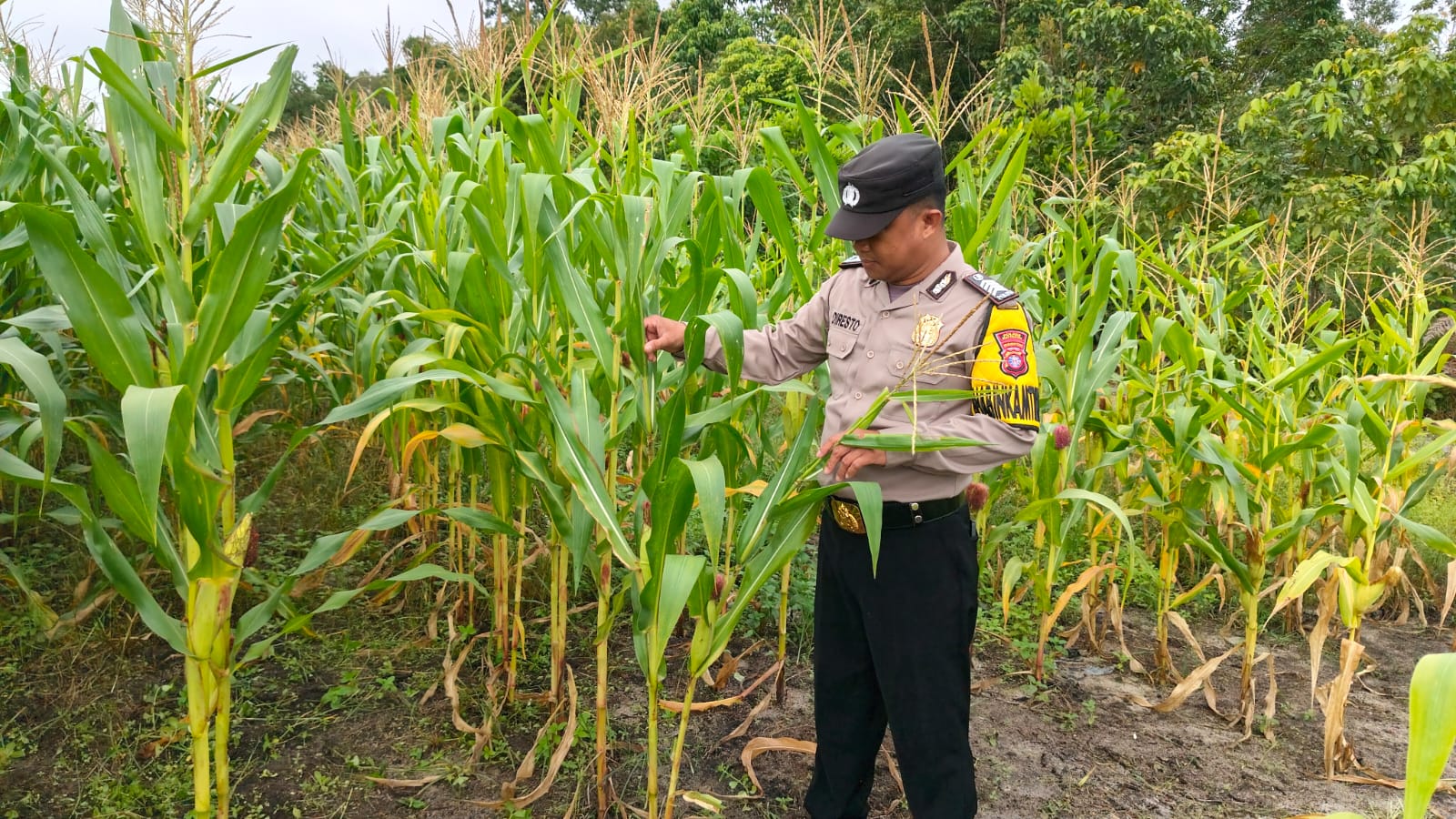 Dukung Ketahanan Pangan, Polsek Tewang Sangalang Garing dan Pulau Malan Dorong Warga Terus Manfaatkan Lahan Pertanian