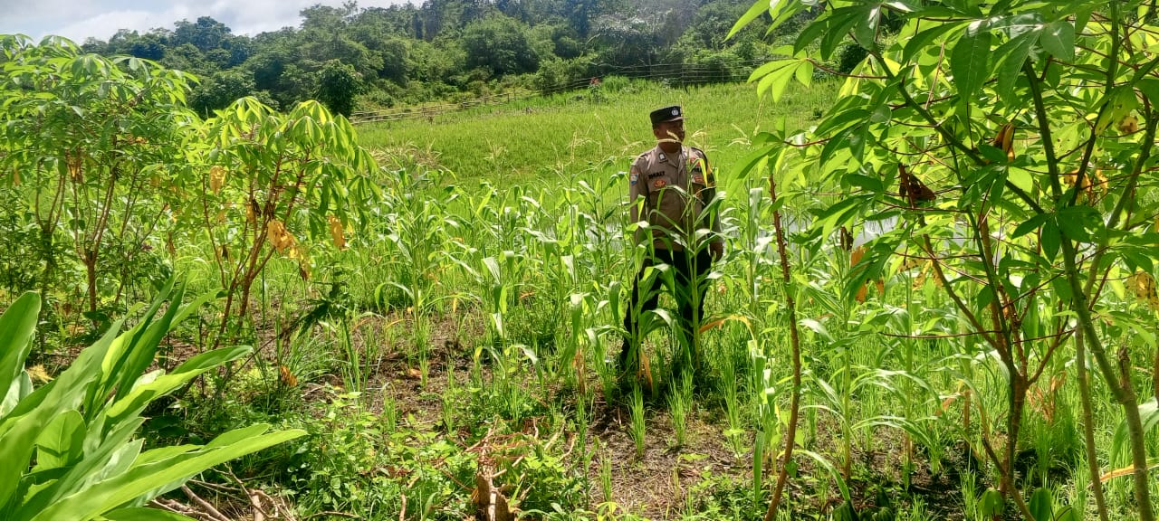 Mendukung Ketahanan Pangan, Personil Polsek Katingan Hulu dan Bukit Raya Cek Lokasi Pemanfaatan Pekarangan Warga.
