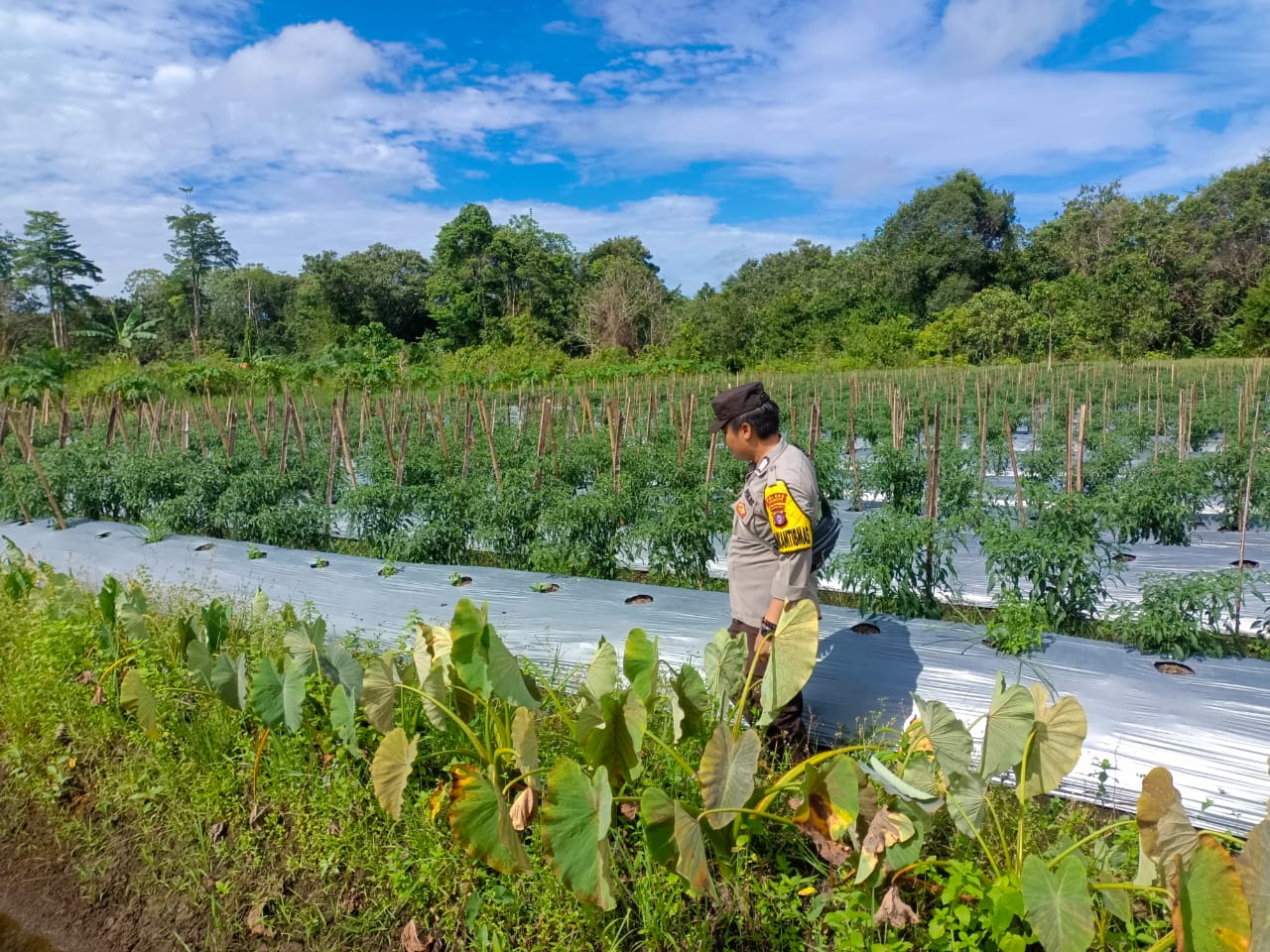 Program Ketahanan Pangan, Personil Polsek Katingan Kuala Melakukan Pengecekan Lokasi Pemanfaatan Lahan Pekarangan Warga
