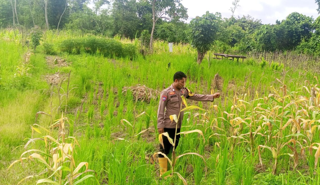 ‎Mendukung Ketahanan Pangan, Personil Polsek Katingan Hulu Cek Lokasi Pemanfaatan Pekarangan Warga.‎
