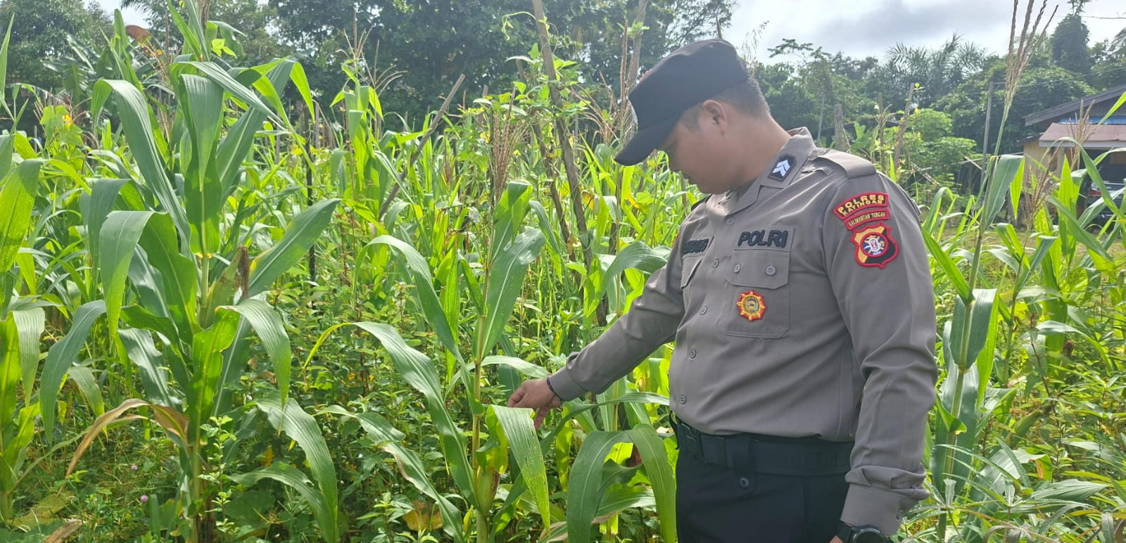 Mendukung Ketahanan Pangan, Personil Polsek sanaman mantikei Cek Lokasi Pemanfaatan Pekarangan Warga.