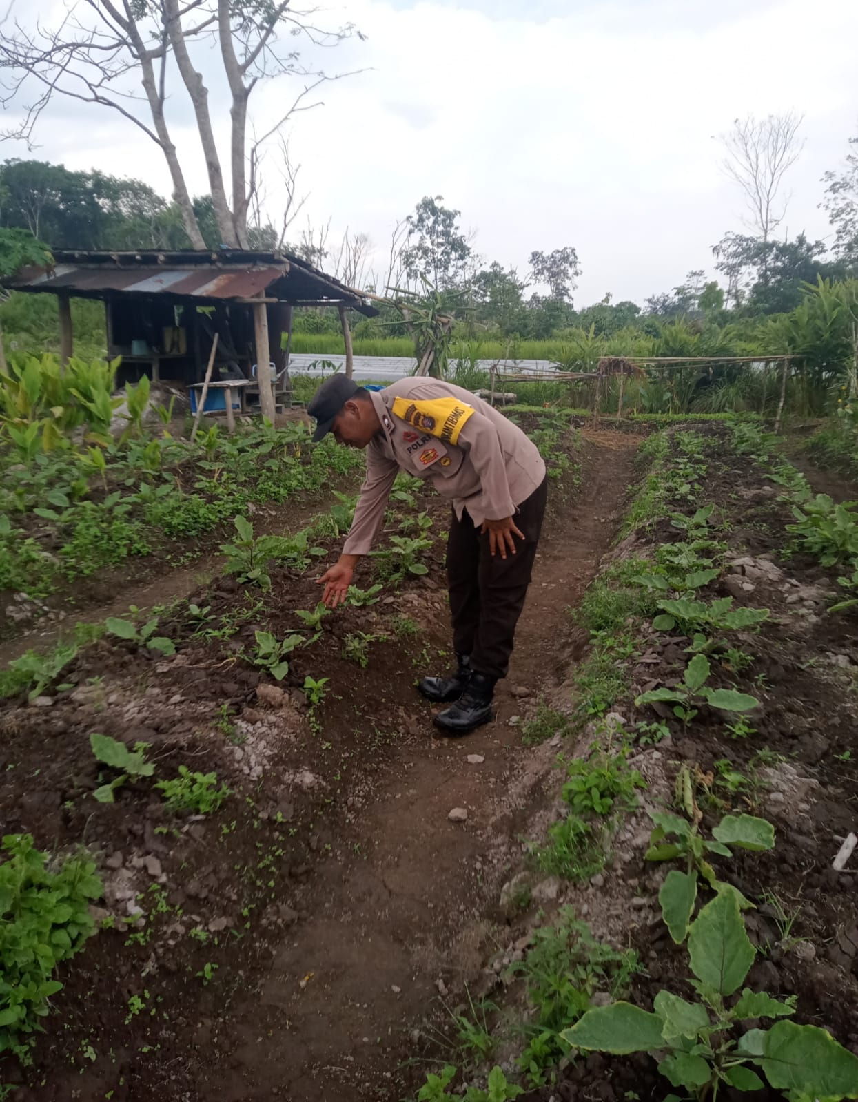 Dalam Rangka Mendukung Program Pemerintah, Bhabinkamtibmas Desa Kampung melayu Polsek Mendawai Cek Lokasi Pemanfaatan Lahan Pekarangan Warga