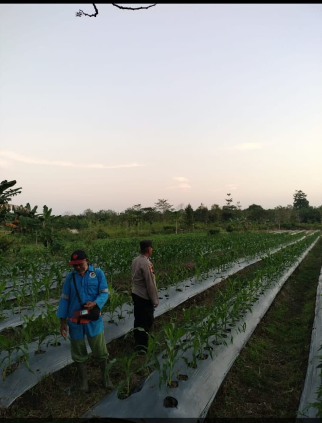 Dalam Rangka Mendukung Program Pemerintah, Bhabinkamtibmas Desa Mekartani Polsek Mendawai bersama-sama dengan PPL Pertanian Desa Mekartani Cek Lokasi Pemanfaatan Lahan Desa Mekartani.