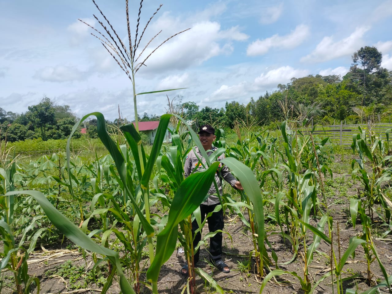 Personil Polsek Marikit Cek Lokasi Pemanfaatan Pekarangan Warga di Kec. Marikit, Kab. Katingan.