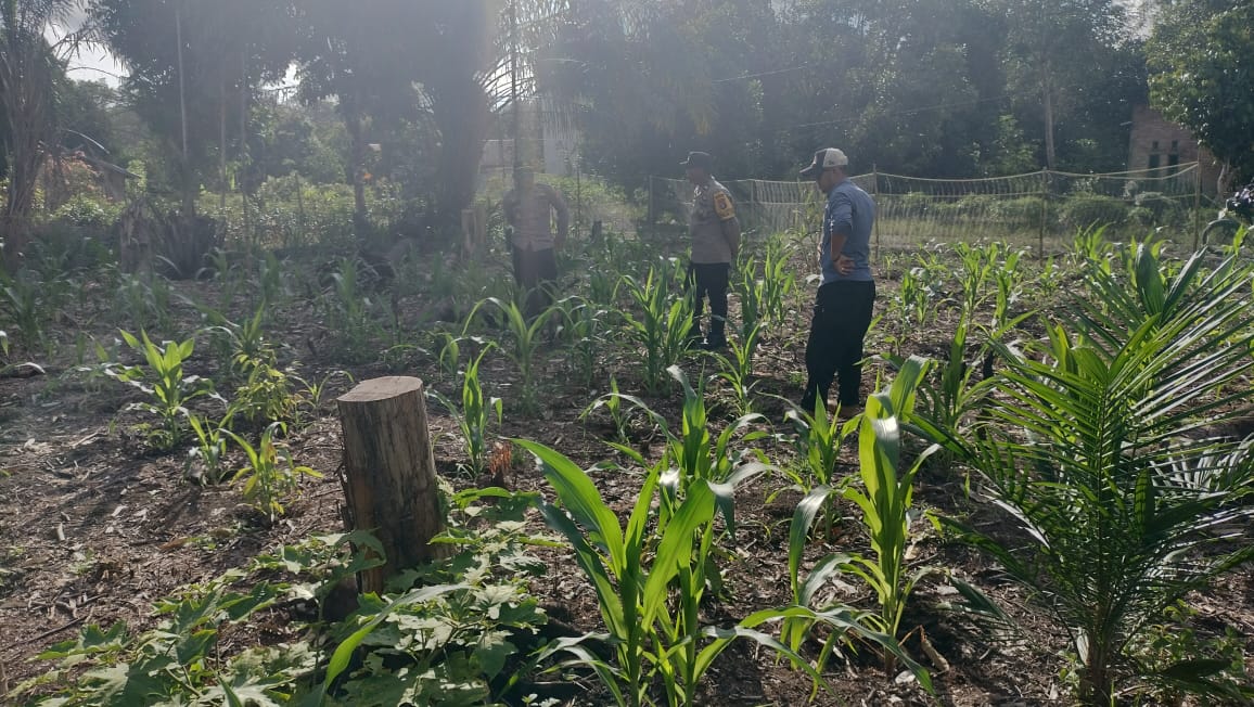 Dalam Rangka Mendukung Program Pemerintah, Kapolsek Mendawai dan Bhabinkamtibmas Desa Mekartani Polsek Mendawai Desa Mekartani Cek Lokasi Pemanfaatan Lahan Desa Mekartani.
