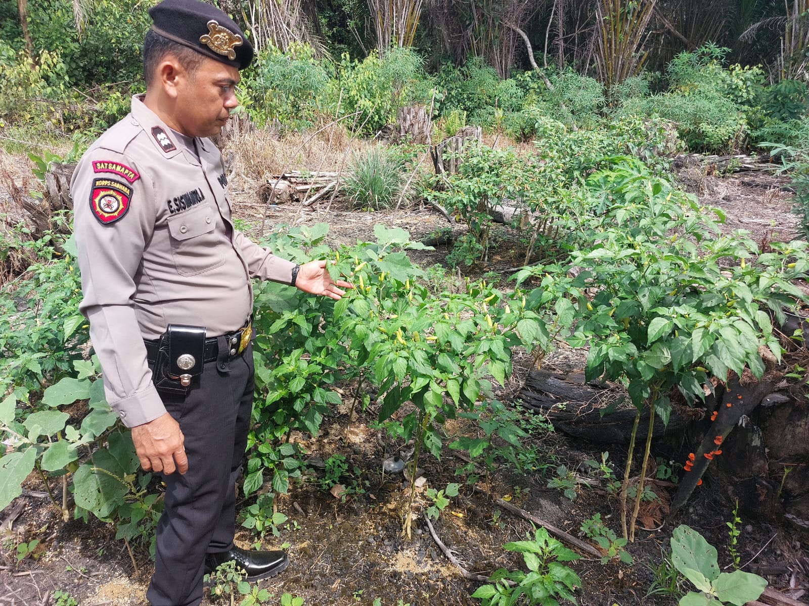 Polsek Marikit melaksanakan kegiatan pengecekan pemanfaatan lahan dalam program Ketahanan Pangan bentuk Dukungan terhadap Kebijakan Presiden RI tentang Asta Cita Ketahanan Pangan