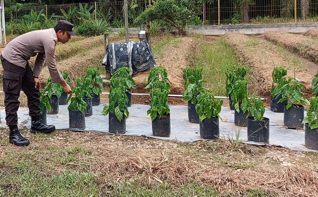 Dukung Ketahanan Pangan, Bhabinkamtibmas Polsek Delang Silaturahmi ke masyarakat terkait Program Asta Cita Presiden RI