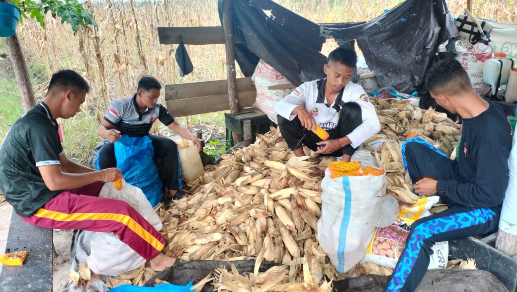 Brimob Kalteng Panen Jagung Ketahanan Pangan, Dukung Stok Pangan Nasional