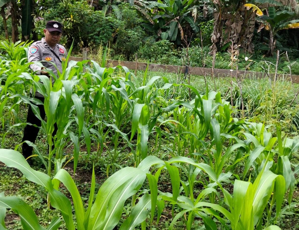 Personil Polsek Marikit Cek Lokasi Pemanfaatan Pekarangan Warga di Kec. Marikit, Kab. Katingan.