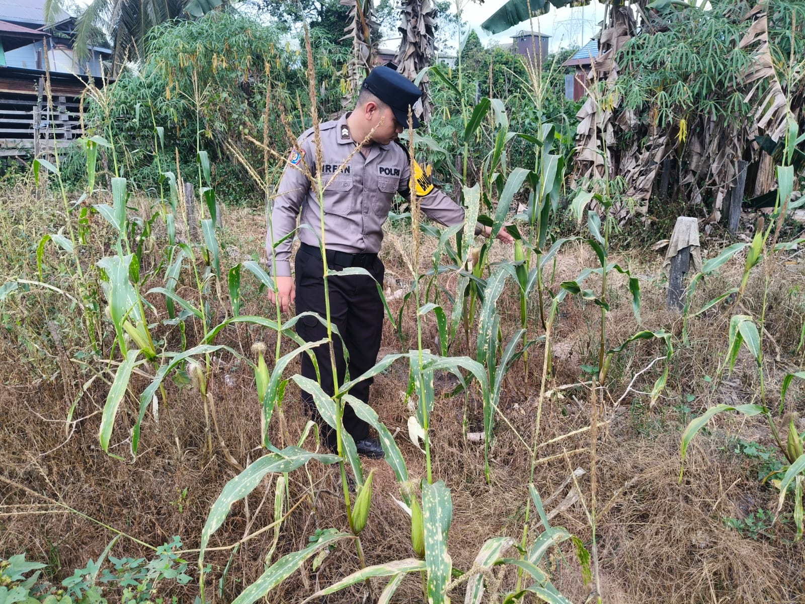 Dukung Ketahanan Pangan, Piket Polsek Marikit Cek Lokasi Pemanfaatan Pekarangan.