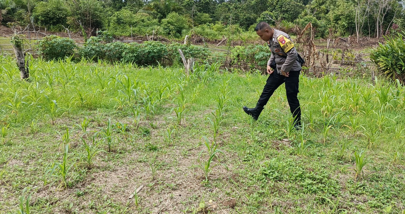 ‎Mendukung Ketahanan Pangan, Personil Polsek Katingan Hulu  Cek Lokasi Pemanfaatan Pekarangan Warga.