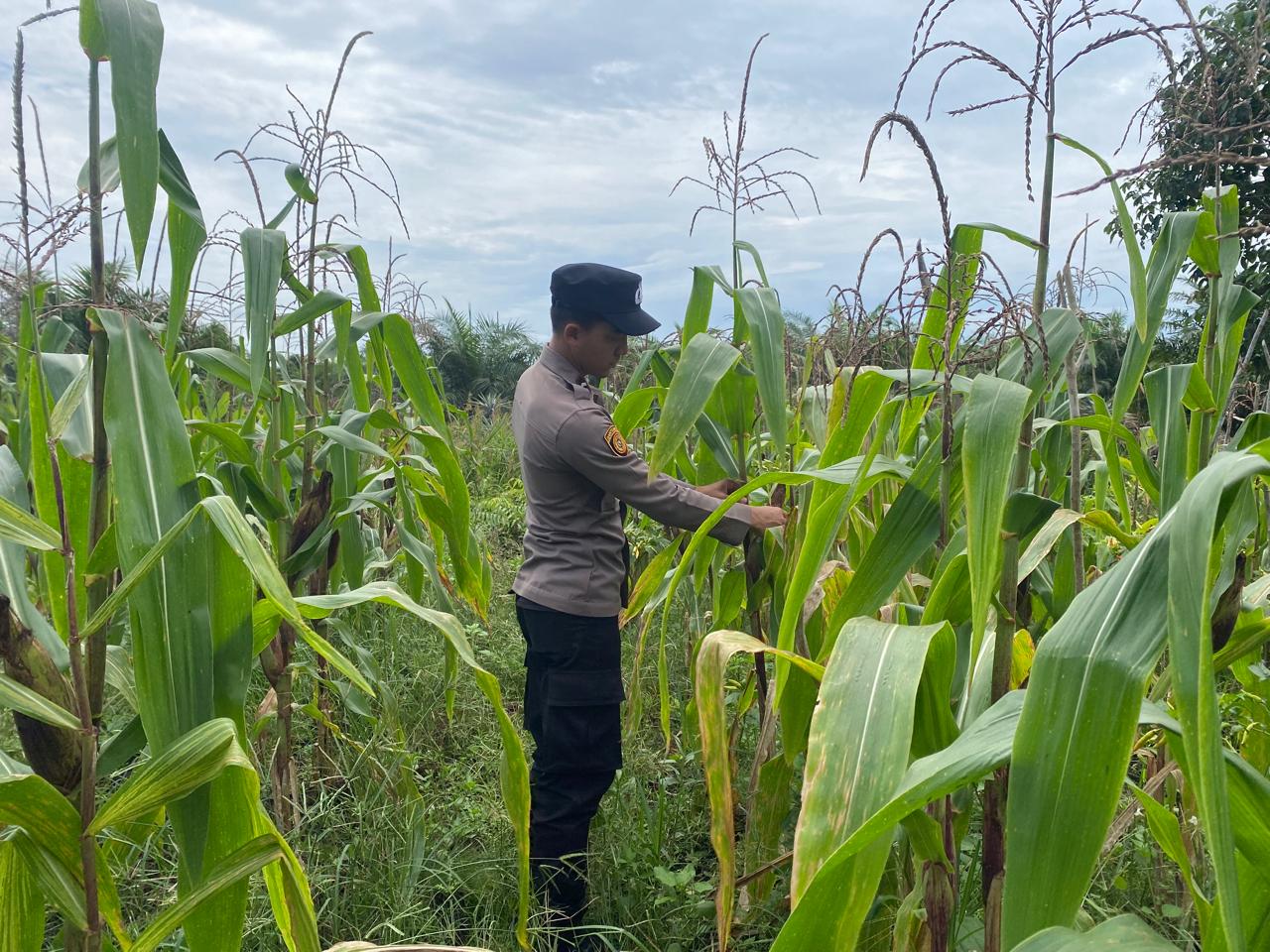 Polsek Tewang Sangalang Garing dan Malan Imbau Warga Tingkatkan Pemanfaatan Lahan Pekarangan Untuk Ketahanan Pangan