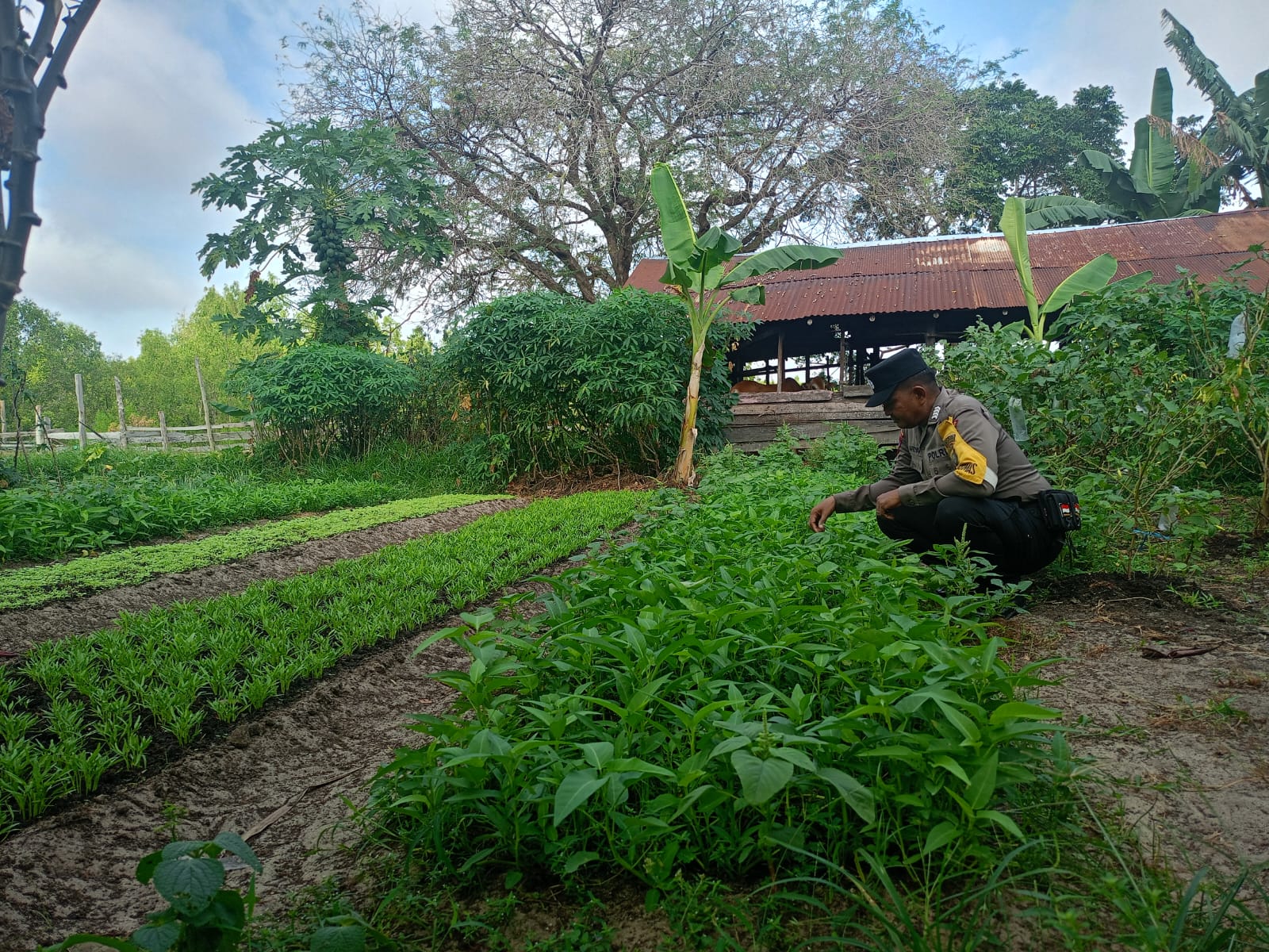 Mendukung ketahanan pangan, Personil Polsek Katingan Kuala cek lokasi pemanfaatan lahan warga berkebun holtikultura