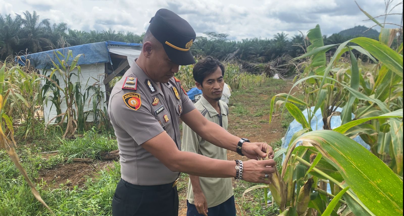 Polisi Cek Tanaman Jagung di Sematu Jaya, Dukung Program Ketahanan Pangan Nasional
