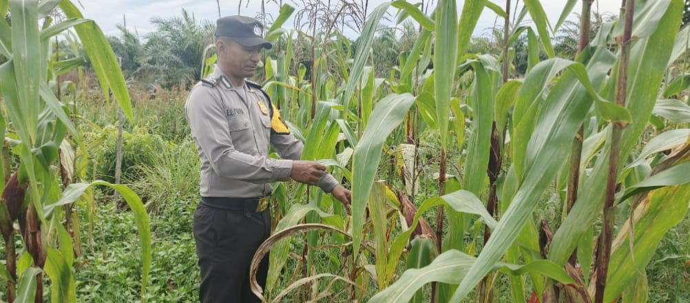 Polsek Tewang Sangalang Garing dan Pulau Malan Imbau Warga Tingkatkan Pemanfaatan Lahan Untuk Ketahanan Pangan