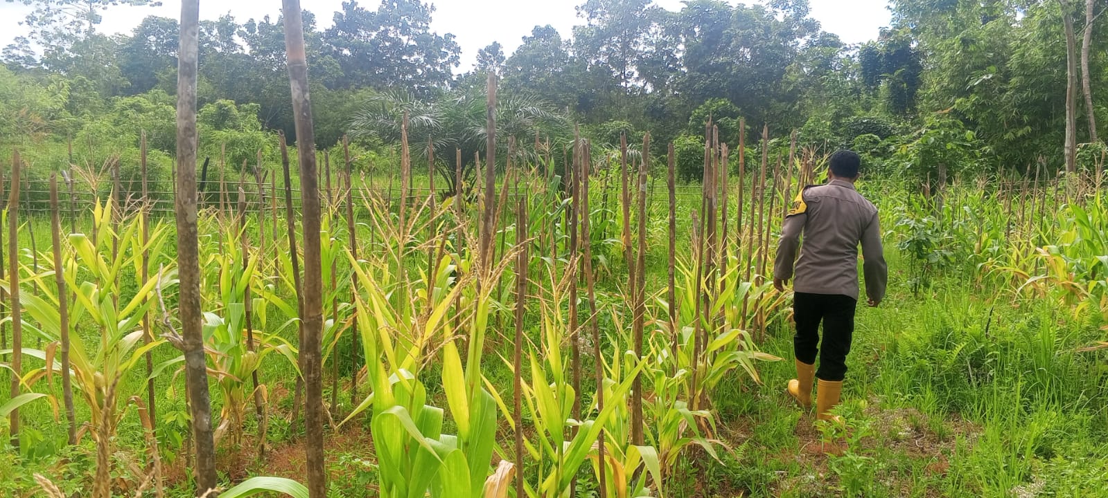 Mendukung Ketahanan Pangan, Personil Polsek Katingan Hulu Cek Lokasi Pemanfaatan Pekarangan Warga.