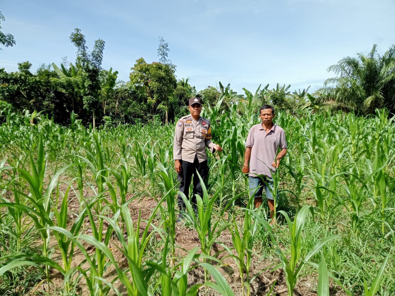 Sinergi Jaga Ketahanan Pangan, Bhabinkamtibmas Polsek Bulik Tinjau Pertanian Jagung Warga