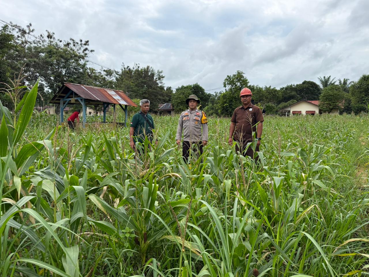 Bhabinkamtibmas Polsek Bulik Tinjau Perkembangan Tanaman Jagung di Wilayah Binaan