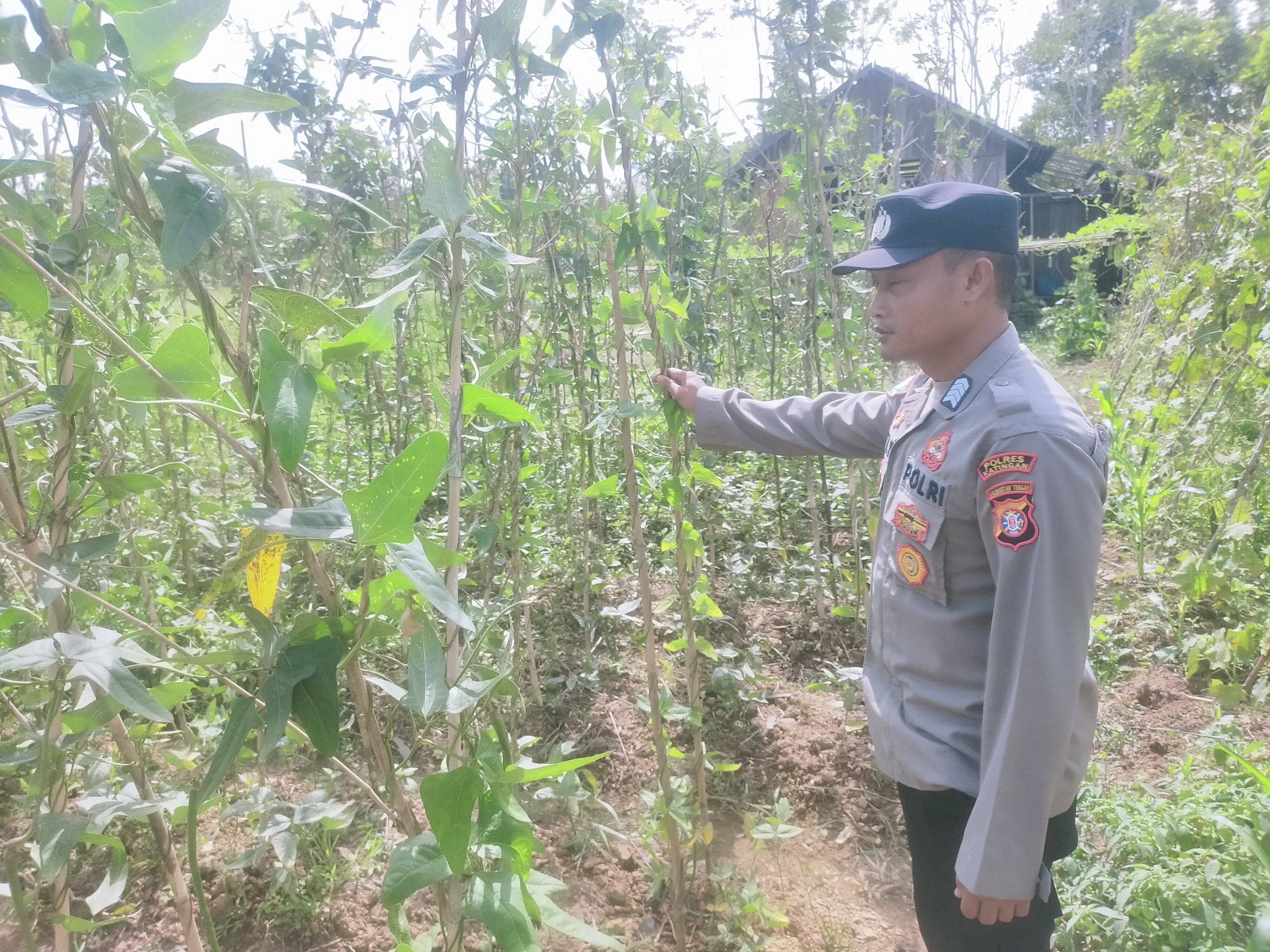 Mendukung Ketahanan Pangan, Personil Polsek sanaman mantikei Cek Lokasi Pemanfaatan Pekarangan Warga.