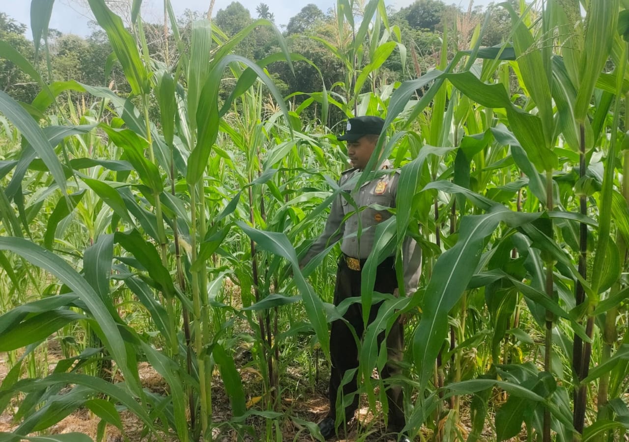 Personil Polsek Marikit Cek Lokasi Pemanfaatan Pekarangan Warga di Kec. Marikit, Kab. Katingan.