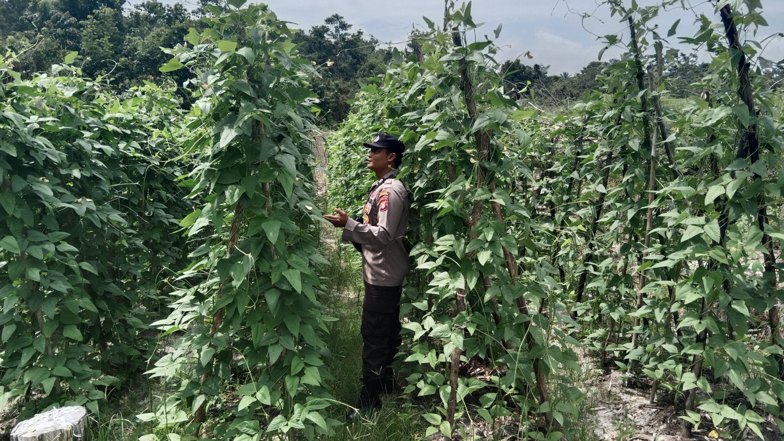 Mendukung Ketahanan Pangan, Personil Polsek sanaman mantikei Cek Lokasi Pemanfaatan Pekarangan Warga.