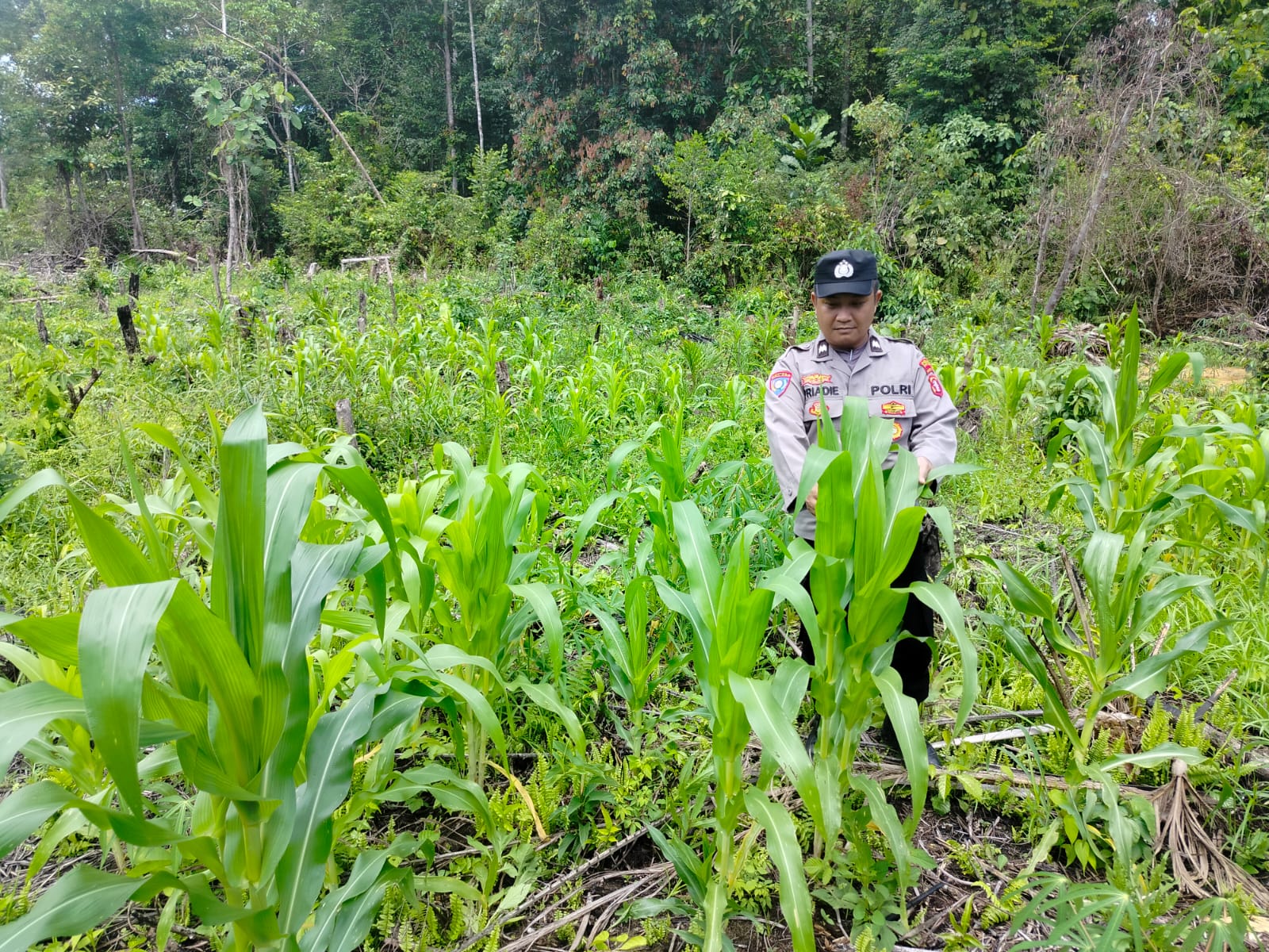 Polsek Marikit Gerakkan Masyarakat Memanfaatkan Potensi Lahan yang Tersedia untuk Ketahanan Pangan Berkelanjutan