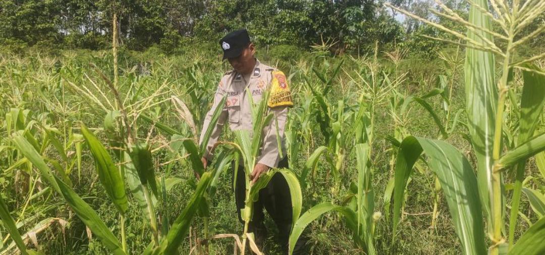 Polsek Tewang Sangalang Garing dan Pulau Malan Imbau Warga Tingkatkan Pemanfaatan Lahan Untuk Ketahanan Pangan