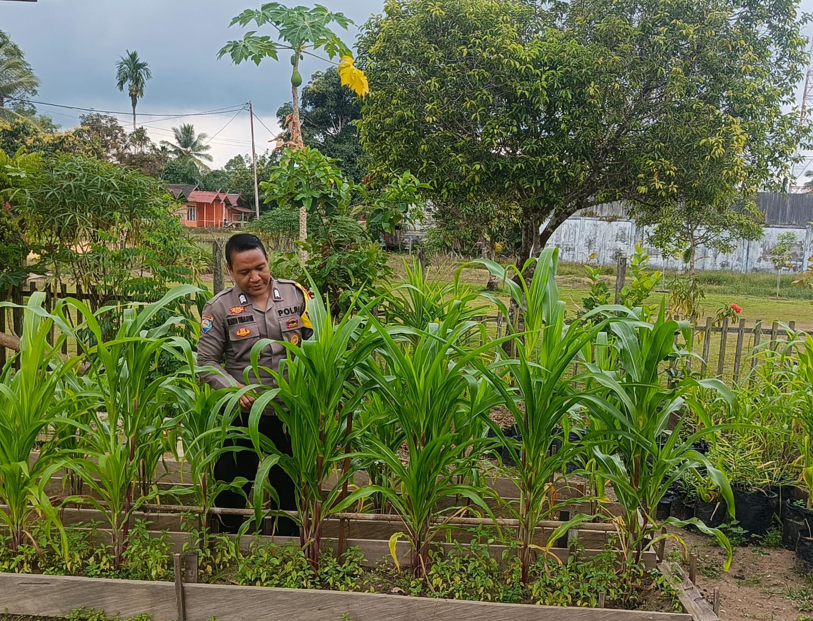 ‎Mendukung Ketahanan Pangan, Personil Polsek Katingan Hulu  Cek Lokasi Pemanfaatan Pekarangan Warga.