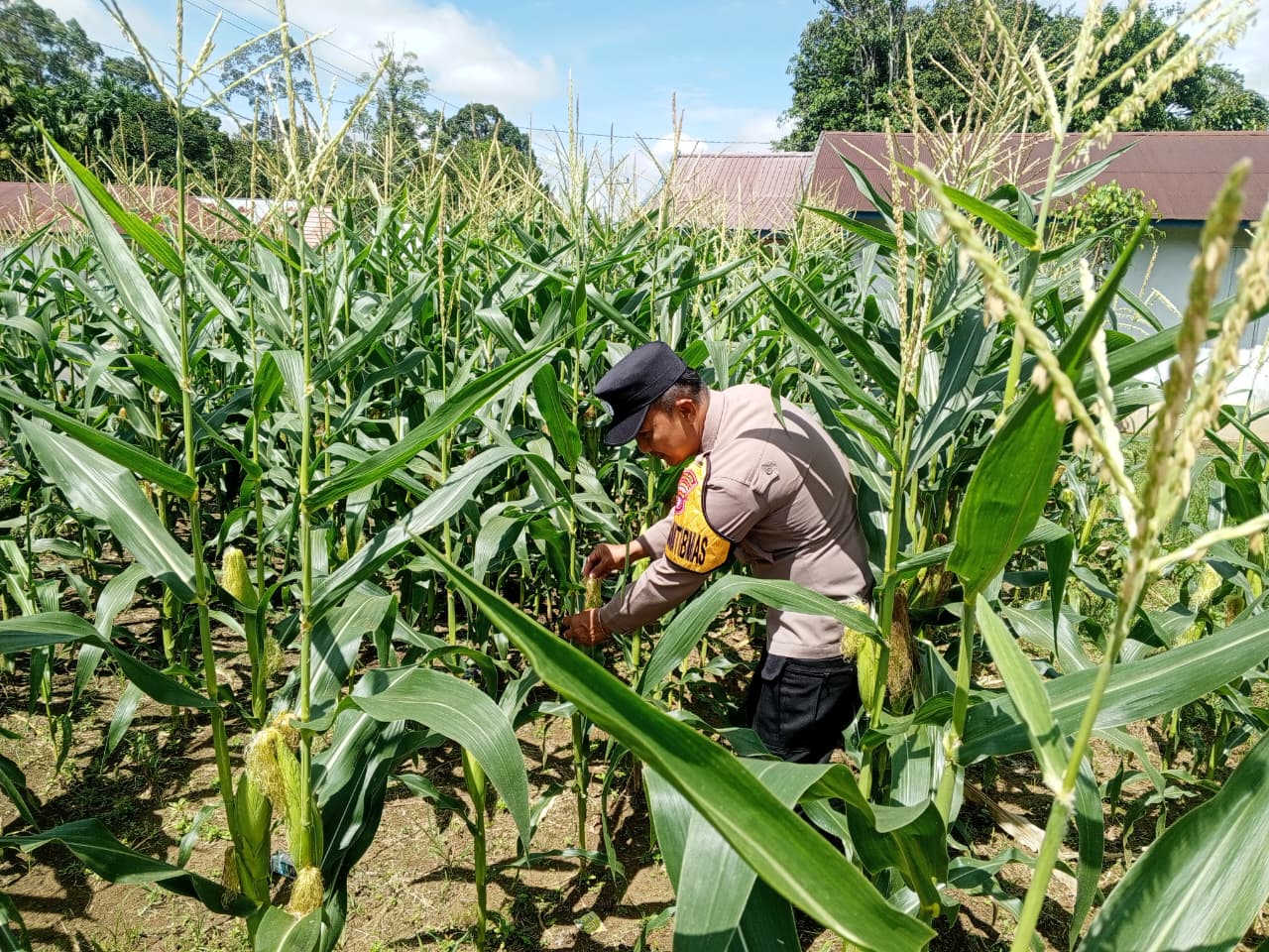 ‎Polsek Tewang Sangalang Garing dan Pulau Malan Imbau Warga Tingkatkan Pemanfaatan Lahan Untuk Ketahanan Pangan